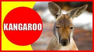 Kangaroo for Kids - Facts and Information about Kangaroos for Children, Kangaroo Videos | Kiddopedia