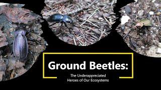 Ground Beetles: The Underappreciated Heroes of Our Ecosystems