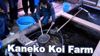 Kaneko Koi Selecting and Koi farm tour [JAPAN KOI]