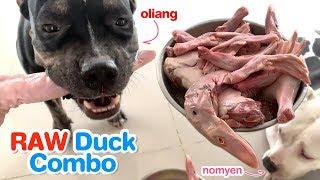 Pit Bulls eat RAW Duck combo [ASMR] MUKBANG 개가 날고기를 먹는다 | 犬が生の肉を食べる[咀嚼音]