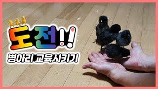 병아리 교육이 가능할까?(병아리 키우기/각인)