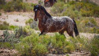 Onaqui Wild Horses: The Untold Truth of Behaviors, Care, and Hidden Secrets