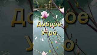 Доброе утро, пусть день будет прекрасным