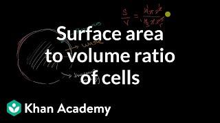 Surface area to volume ratio of cells | Cell structure and function | AP Biology | Khan Academy