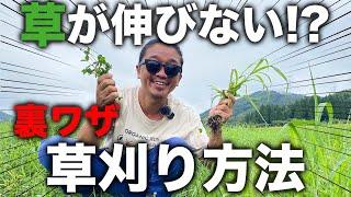 【草刈り】草が生えなくなる裏技！これさ知っておけば何度も草刈りをしなくても大丈夫！(RICE IS  COMEDY®︎)