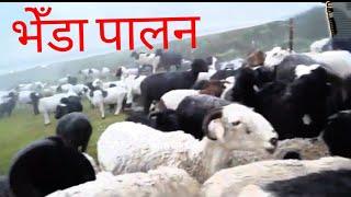 Nar Bahadur Mangar || Nor Khola West Sikkim || Sheep