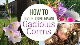 How To Plant, Divide, and Store Gladiolus Bulbs / Corms