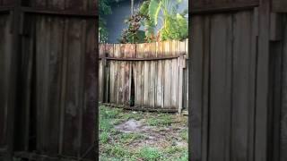 Beautiful New Fence | Privacy Fence Transformation #diy #realtor #fencing #viral #viralvideo #build