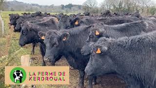 Black Angus en vente directe à la ferme de Kerdroual à Gourlizon