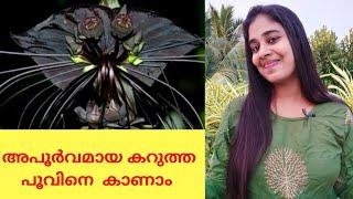 കറുത്ത പൂവിനെ  കാണാം (Black bat plant )