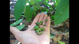 Avocado fruit drop: Why? When? How many?