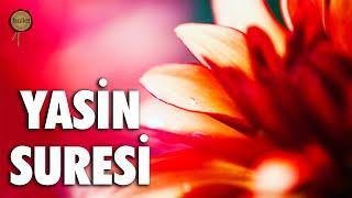 Yasin Suresi | Ya Sin | Ali Turan | fussilet Kuran Merkezi