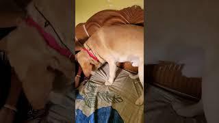 Unconditional love ️#song #music #love #trending #trend #coco #doglover #funny #labrador #cute #dog