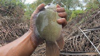 Orang mancing ikan patung besar di spot yg biasa mancing ikan betok