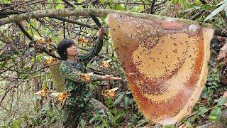 Confront dangerous bees, subdue them with smoke, green forest life, wild life, survival alone