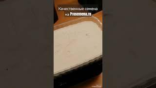 КАК #посеять #КЕРВЕЛЬ дома! Французская #петрушка! #зелень, #огород, #Микрозелень, #пряныетравы