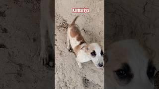 Kamariya #shorts #cutepuppy #babydog #cutedog #viral #trending #ytshorts #rjvlog