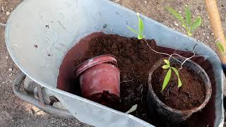 Gold Apple Tree Potting (Diospyros decandra) - Transplanting Exotic Fruit Tree