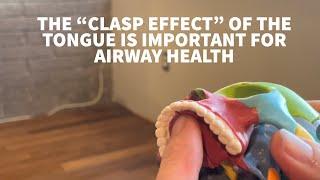 HOW THE "CLASP" EFFECT OF OUR TONGUE AFFECTS HOW WE BREATH