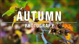 Photographing Autumn