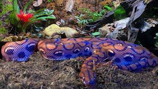 BIOACTIVE VIVARIUM FOR A RAINBOW BOA | TERRAQUAMAN