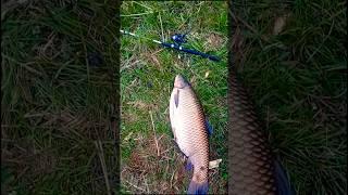 ВОТ ЭТО ТОРПЕДА #fishing #трофей #рибалка#амур #carpfishing #рыбалканаозере#наозере #суперрыбалка