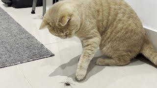 Cat Vs Spider