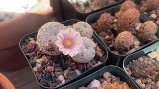 Winter flowering cactus! Mammillaria magallanii, Turbinicarpus saueri, jauernigii and more!