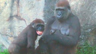 小金剛Jabali喝ㄋㄟ ㄋㄟ被中斷 會露齒表示抗議Jabali is protesting so he shows his teeth#金剛猩猩 #gorilla