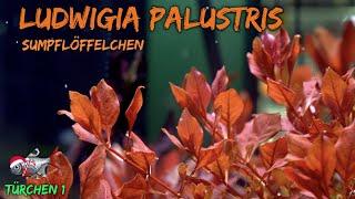 Das Sumpflöffelchen - Ludwigia palustris | ADVENTdicted! Adventskalender | Türchen 1