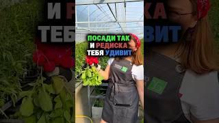 Посади так и редиска тебя удивит #секреты #дача #огород #сад #редиска