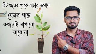 যেসব গাছ লাগানো যাবে না । কোথায় কোন গাছ লাগাতে হবে । গাছ লাগানোর উপযুক্ত সময় । হিট ওয়েভ @RoufAgro