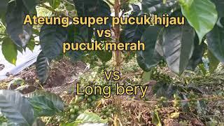 ateung super pucuk hijau & pucuk merah