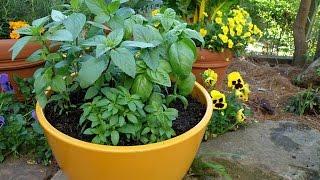 How to Grow Basil