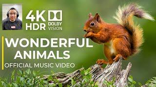 WONDERFUL ANIMALS 4K HDR | cinematic music | 12K UHD WORLD