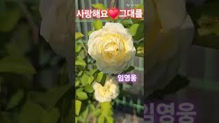 #임영웅#사랑해요️그대를#백장미 찾느라고헤메다가