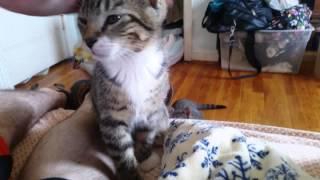 Kaspurr & Friends