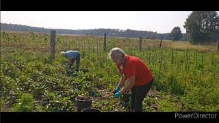 Jestem rozdarta ,rozum mówi jedno ,ułuda drugie ale decyzja zapadła - akcja burak