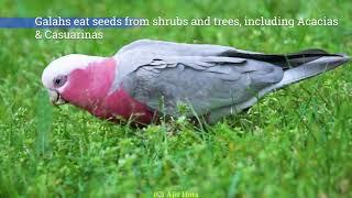 Best of Galah in 4K. Most noisy yet beautiful Australian cockatoo. Most cute pink bird Galah sound.