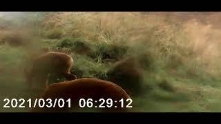 Wild life on the hunting camera , Ionut Aventura în Natura #breathofthewild
