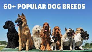 60 Popular Dog Breeds - [An A-Z List For Easier Solutions]