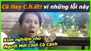 CÁCH NUÔI CÁ CẢNH CHO NGƯỜI MỚI CHƠI - Những SAI LẦM Tại Sao Nuôi Cá Cảnh Hay C.hết Dần Chết Mòn?