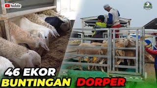 24 EKOR BUNTINGAN DORPER OTW LAMONGAN