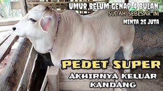 pedet paling super akhirnya keluar kandang minta 25 juta pedet calon monster