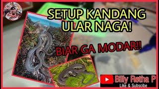 SETUP KANDANG ULAR NAGA ATAU DRAGON SNAKE!