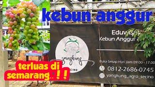 Kebun anggur terbesar di semarang  #update