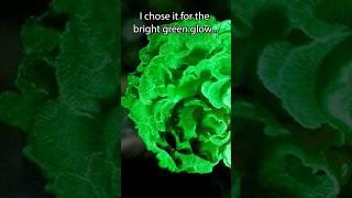  Glowing Fungus Night Light 