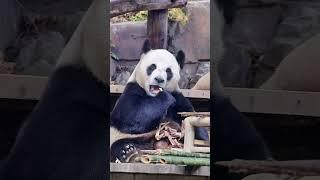 我们大虎子，怎么看都看不够！ #panda #大熊貓