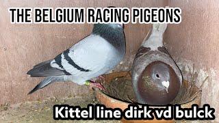 The Belgium Racing pigeons | Kittel Dirk Vd Bulck | With Pedigree |