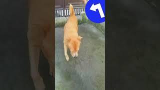 Funny dog was really scared of the cat and ran inside his house #shortsvideo #funny #shorts